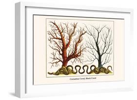 Carnation Coral, Black Coral-Albertus Seba-Framed Art Print