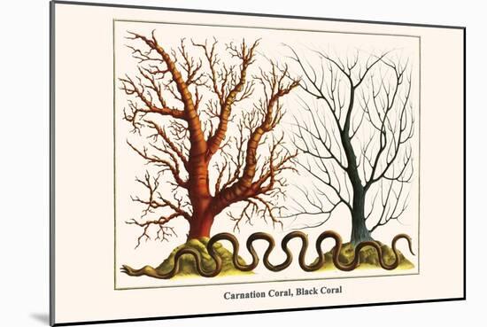 Carnation Coral, Black Coral-Albertus Seba-Mounted Art Print