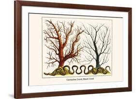 Carnation Coral, Black Coral-Albertus Seba-Framed Premium Giclee Print