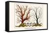 Carnation Coral, Black Coral-Albertus Seba-Framed Stretched Canvas