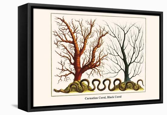 Carnation Coral, Black Coral-Albertus Seba-Framed Stretched Canvas