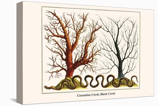 Carnation Coral, Black Coral-Albertus Seba-Stretched Canvas