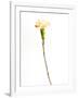 Carnation Cream-Will Wilkinson-Framed Photographic Print