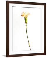 Carnation Cream-Will Wilkinson-Framed Photographic Print