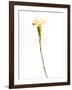 Carnation Cream-Will Wilkinson-Framed Photographic Print