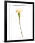 Carnation Cream-Will Wilkinson-Framed Photographic Print