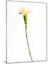 Carnation Cream-Will Wilkinson-Mounted Photographic Print