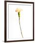 Carnation Cream-Will Wilkinson-Framed Photographic Print