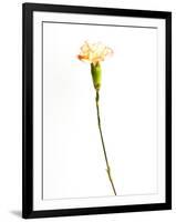 Carnation Cream-Will Wilkinson-Framed Photographic Print