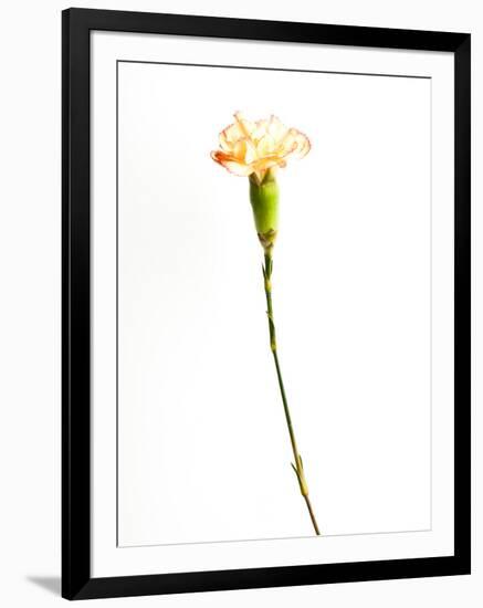 Carnation Cream-Will Wilkinson-Framed Photographic Print