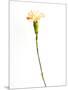 Carnation Cream-Will Wilkinson-Mounted Photographic Print