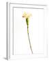 Carnation Cream-Will Wilkinson-Framed Photographic Print