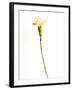 Carnation Cream-Will Wilkinson-Framed Photographic Print