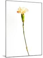 Carnation Cream-Will Wilkinson-Mounted Photographic Print