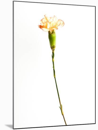 Carnation Cream-Will Wilkinson-Mounted Photographic Print