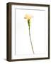 Carnation Cream-Will Wilkinson-Framed Photographic Print