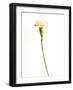 Carnation Cream-Will Wilkinson-Framed Photographic Print