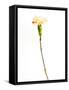 Carnation Cream-Will Wilkinson-Framed Stretched Canvas