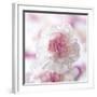 Carnation Creation III-Joseph Eta-Framed Art Print