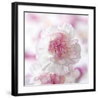 Carnation Creation III-Joseph Eta-Framed Art Print