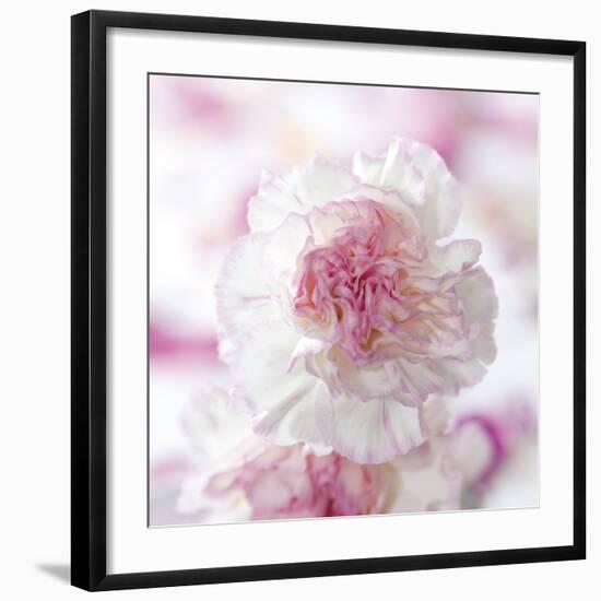 Carnation Creation III-Joseph Eta-Framed Art Print