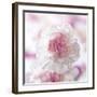 Carnation Creation III-Joseph Eta-Framed Art Print