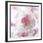 Carnation Creation III-Joseph Eta-Framed Art Print