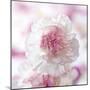 Carnation Creation III-Joseph Eta-Mounted Art Print