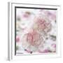 Carnation Creation IV-Joseph Eta-Framed Art Print