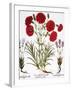 Carnation & Lavender, 1613-Besler Basilius-Framed Giclee Print