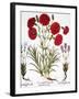 Carnation & Lavender, 1613-Besler Basilius-Framed Giclee Print