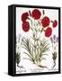 Carnation & Lavender, 1613-Besler Basilius-Framed Stretched Canvas