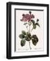 Carnation Rose, Rosa Centrifolia Caryophyllea-Pierre Joseph Redoute-Framed Giclee Print