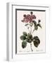 Carnation Rose, Rosa Centrifolia Caryophyllea-Pierre Joseph Redoute-Framed Giclee Print