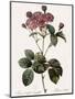 Carnation Rose, Rosa Centrifolia Caryophyllea-Pierre Joseph Redoute-Mounted Giclee Print