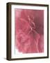 Carnation Soft Start 2-null-Framed Photographic Print