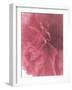 Carnation Soft Start 2-null-Framed Photographic Print