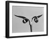 Carnation Stalk-Evans-Framed Photographic Print