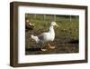 Carnation, WA. Free-range Pekin duck walking, with a Campbell duck in the background.-Janet Horton-Framed Photographic Print