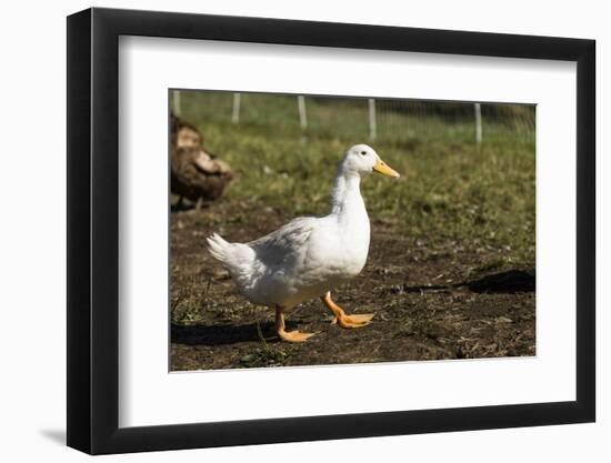 Carnation, WA. Free-range Pekin duck walking, with a Campbell duck in the background.-Janet Horton-Framed Photographic Print