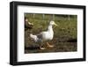 Carnation, WA. Free-range Pekin duck walking, with a Campbell duck in the background.-Janet Horton-Framed Photographic Print