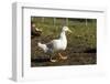 Carnation, WA. Free-range Pekin duck walking, with a Campbell duck in the background.-Janet Horton-Framed Photographic Print