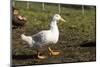 Carnation, WA. Free-range Pekin duck walking, with a Campbell duck in the background.-Janet Horton-Mounted Photographic Print