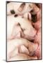 Carnation, WA. Gloucester Old Spot piglets nursing.-Janet Horton-Mounted Photographic Print