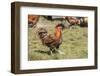 Carnation, WA. Golden Laced Polish rooster strutting across the lawn.-Janet Horton-Framed Photographic Print