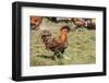 Carnation, WA. Golden Laced Polish rooster strutting across the lawn.-Janet Horton-Framed Photographic Print