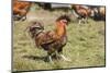 Carnation, WA. Golden Laced Polish rooster strutting across the lawn.-Janet Horton-Mounted Photographic Print