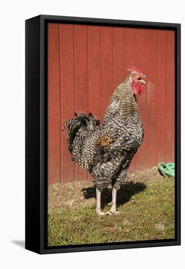 Carnation, WA. Hybrid Black Leghorn and Rhode Island Red rooster.-Janet Horton-Framed Stretched Canvas