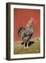 Carnation, WA. Hybrid Black Leghorn and Rhode Island Red rooster.-Janet Horton-Framed Photographic Print