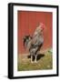 Carnation, WA. Hybrid Black Leghorn and Rhode Island Red rooster.-Janet Horton-Framed Photographic Print